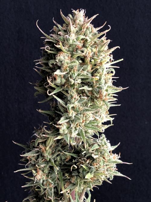 Lemon Kix (a). Week 14 - d62 bl