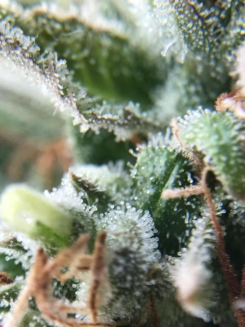Lemon Kix (a). Week 14 - d90 trics