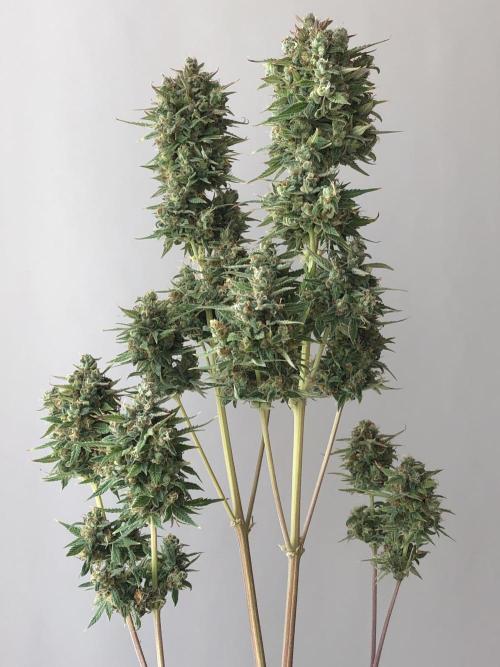 Lemon Pie (a). Week 14 - wk14