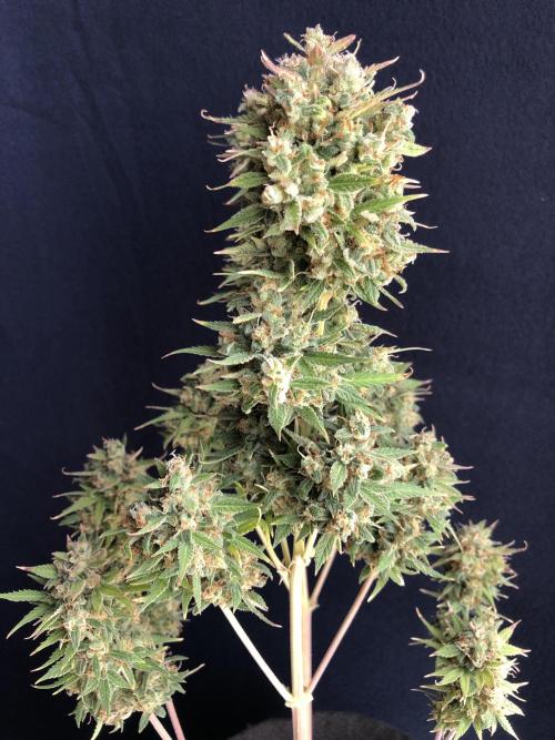 Lemon Pie (a). Week 14 - d90