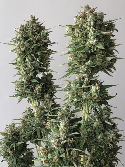Lemon Pie (a). Week 14 - d62 bl