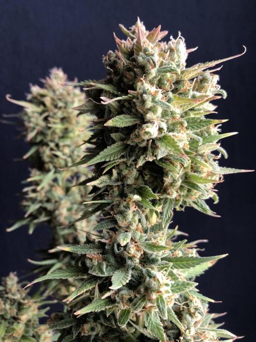 Lemon Pie (a). Week 14 - d90