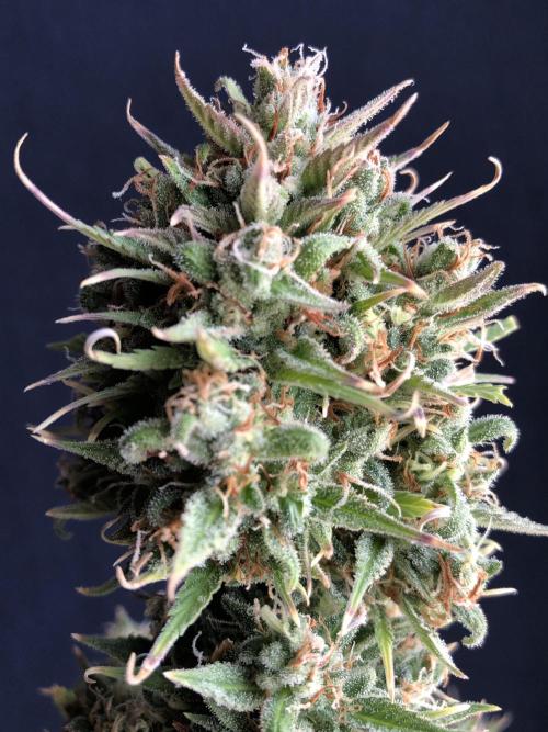 Lemon Pie (a). Week 14 - d62 bl