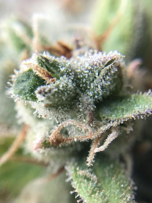 Lemon Pie Auto. Week 14