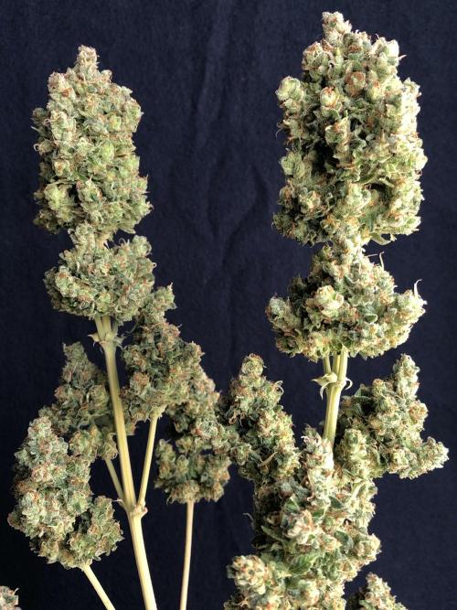 Lemon Pie (a). Week 15