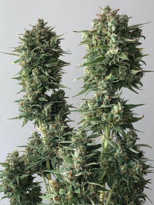 Lemon Pie (a). Week 15
