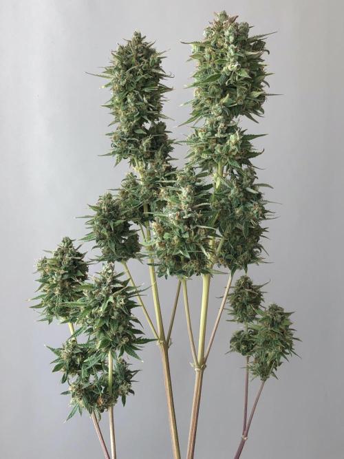 Lemon Pie (a). Week 15