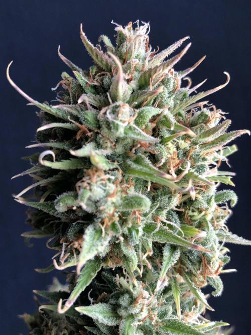 Lemon Pie (a). Week 15