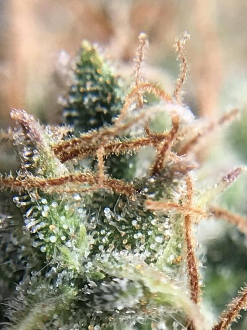 Lemon Pie Auto. Week 15