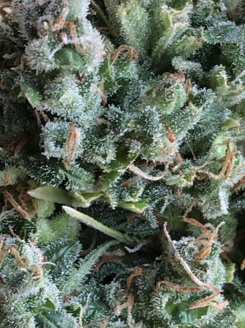 Lemon Kix (a). Week 15