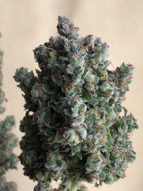 Lemon Pie Auto. Week 15