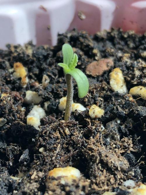 Strawberry Gorilla rf3. Week 1 - Hello 🌎