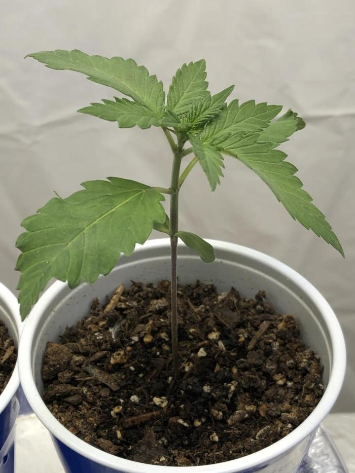 Purple Lemonade rf3 (a). Week 2 - d10
