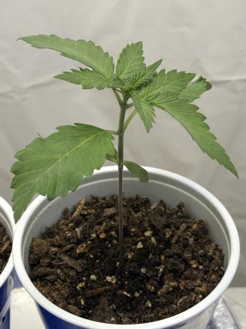 Purple Lemonade Auto RF3. Week 2