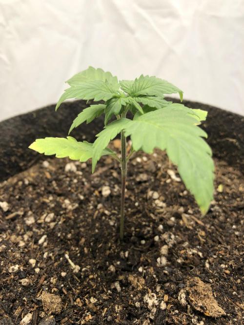 Strawberry Gorilla rf3. Week 2 - 👉 wk3