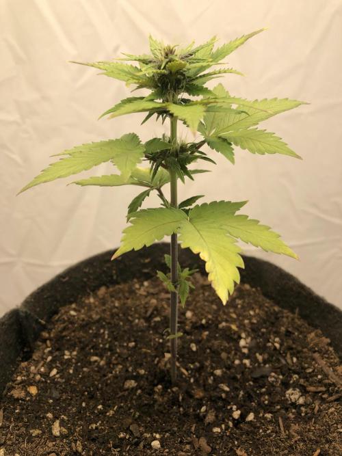 Purple Lemonade rf3 (a). Week 5 - wk5