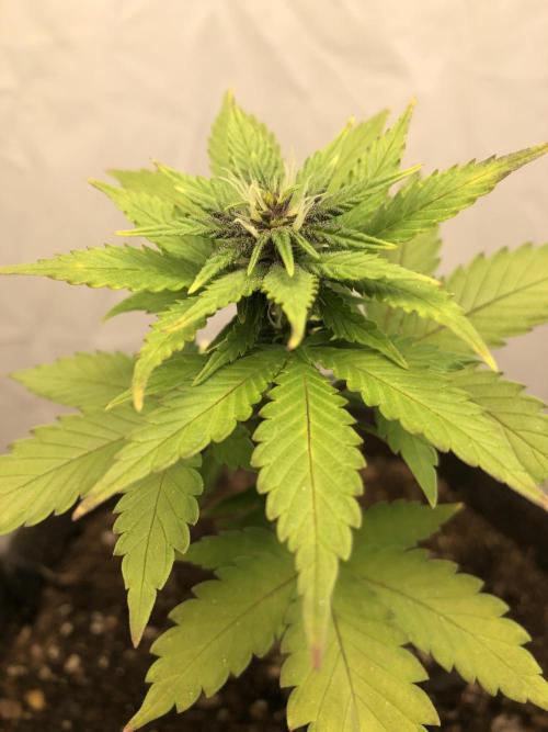 Purple Lemonade rf3 (a). Week 5 - d3 bl
