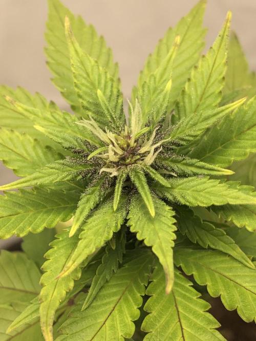 Purple Lemonade Auto RF3. Week 5