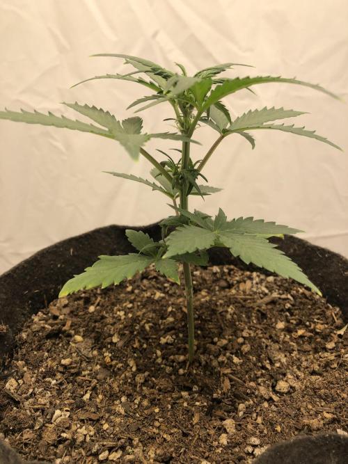 Strawberry Gorilla rf3. Week 4 - 👉 wk5