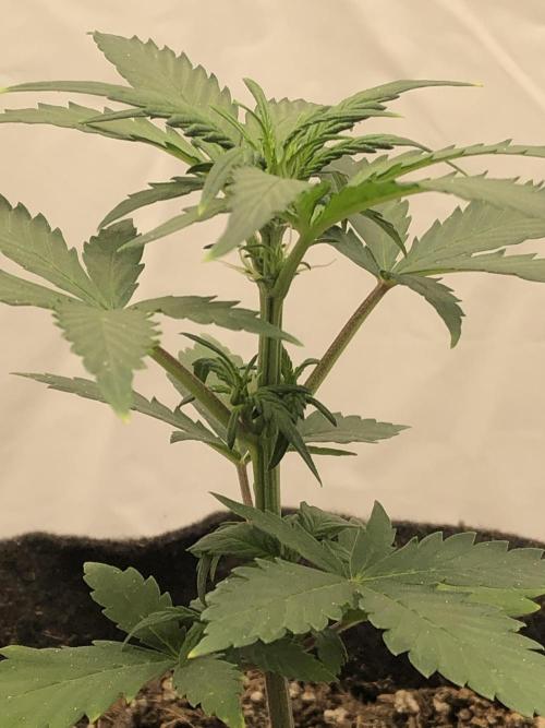 Strawberry Gorilla rf3. Week 4 - d27