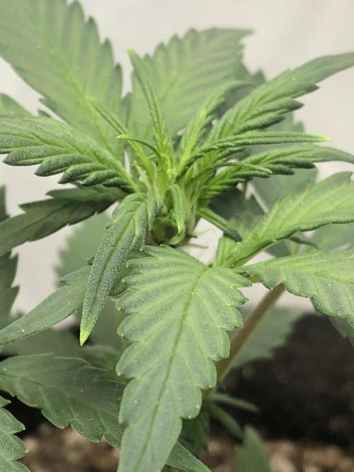Strawberry Gorilla rf3. Week 4