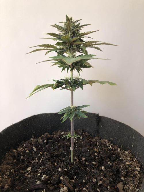 Purple Lemonade rf3 (a). Week 6 - wk6