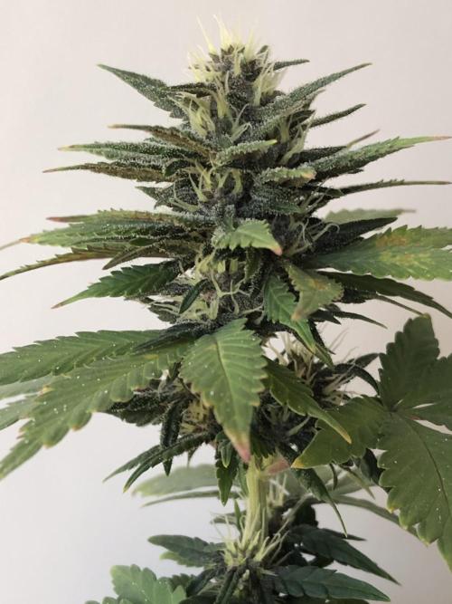 Purple Lemonade rf3 (a). Week 6 - d13 bl