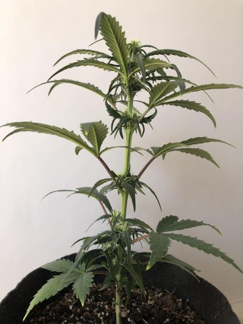 Strawberry Gorilla rf3. Week 5 - wk5