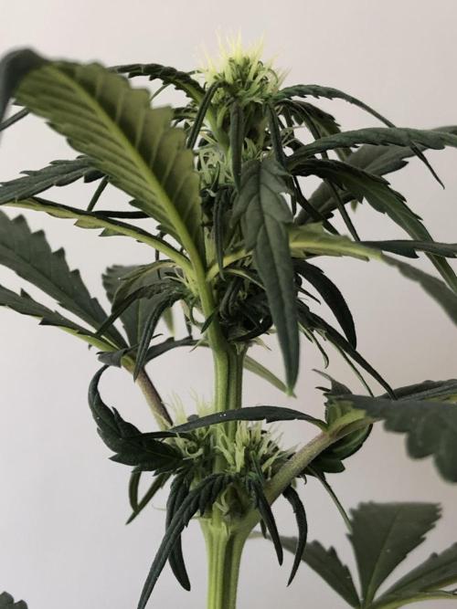 Strawberry Gorilla rf3. Week 5 - d3 bl