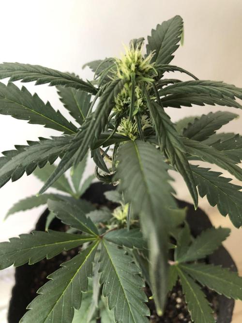 Strawberry Gorilla rf3. Week 5 - d36