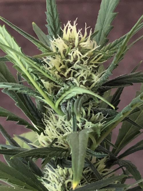 Purple Lemonade rf3 (a). Week 7 - d21