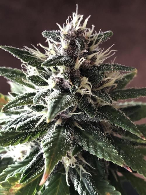 Purple Lemonade rf3 (a). Week 7 - d51
