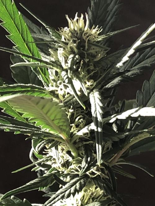 Strawberry Gorilla Auto RF3. Week 6