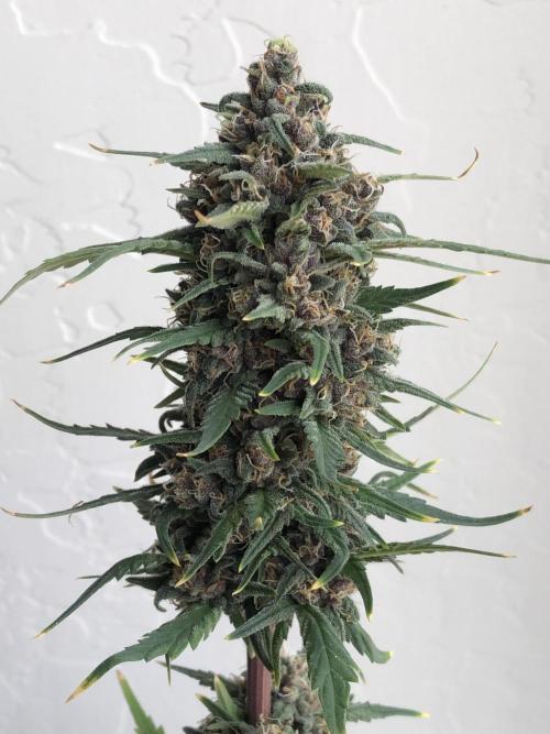 Strawberry Gorilla Auto RF3. Week 11