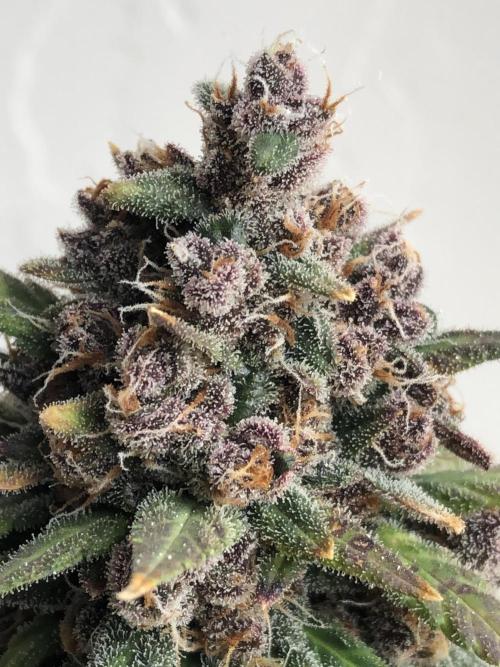 Purple Lemonade rf3 (a). Week 12 - d51 bl