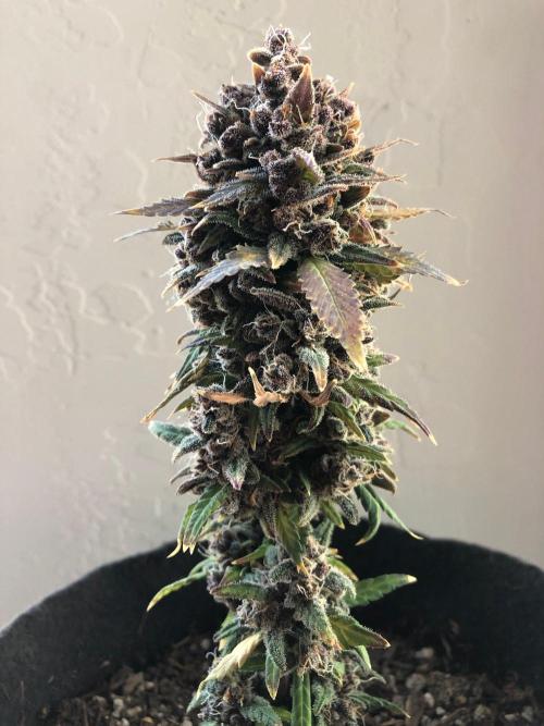 Purple Lemonade rf3 (a). Week 15 - d101 a
