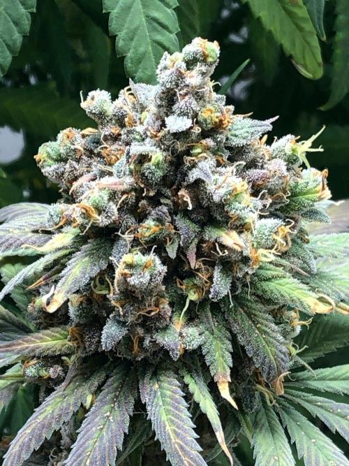 Purple Lemonade rf3 (a). Week 15 - ff d121 ff