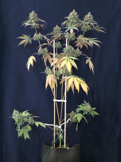 Purple Lemonade rf3 (a). Week 16 - d121
