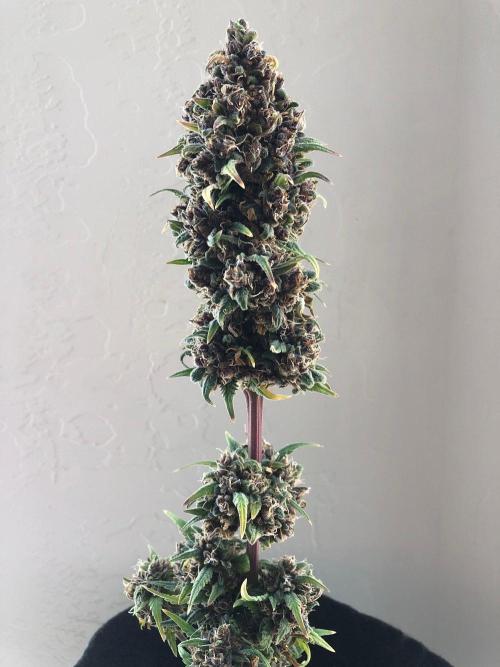 Strawberry Gorilla rf3. Week 14 - d95