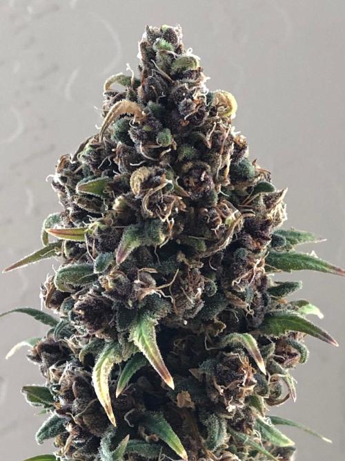 Strawberry Gorilla rf3. Week 14 - 😃 Yum