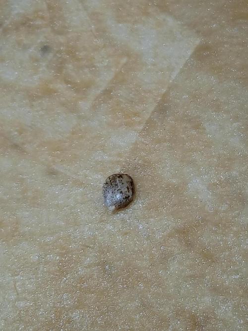 Pie in the sky [r]. Week 0 - nice marmer print on the beans.