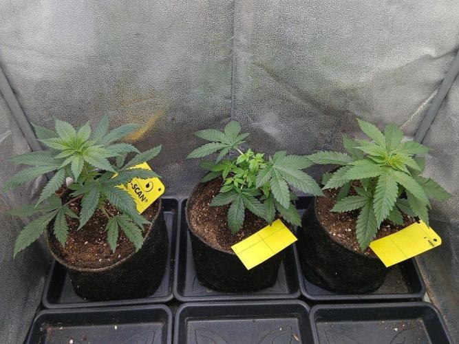 Black Diamond. Week 2