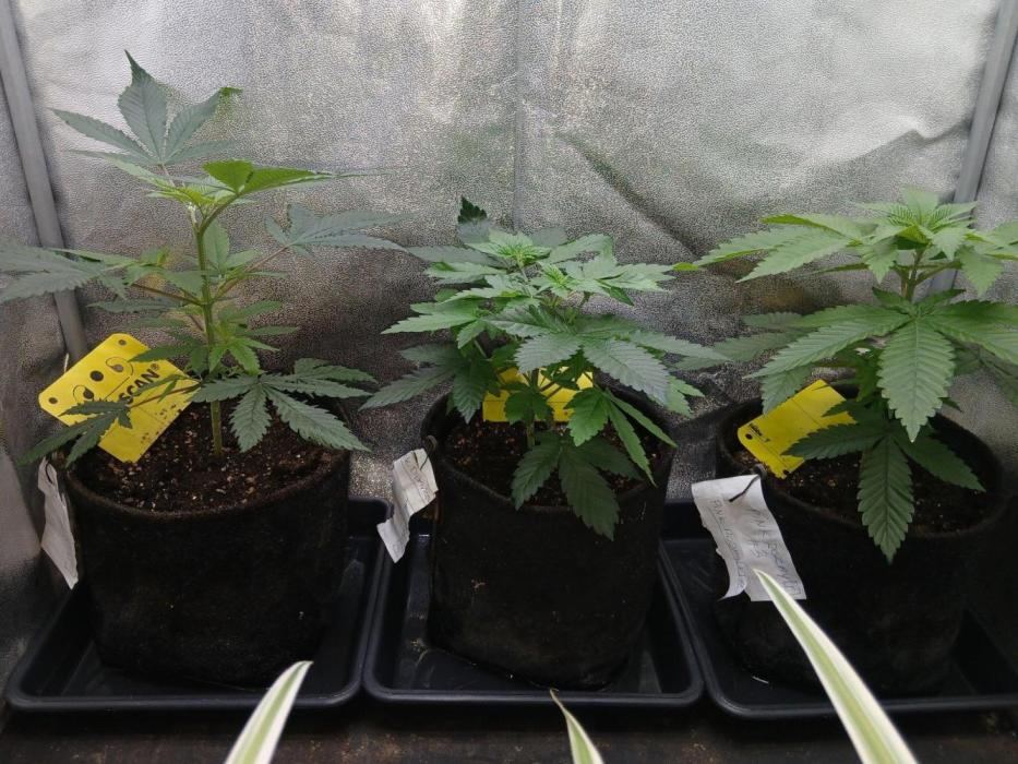 Black diamond [f]. Week 3