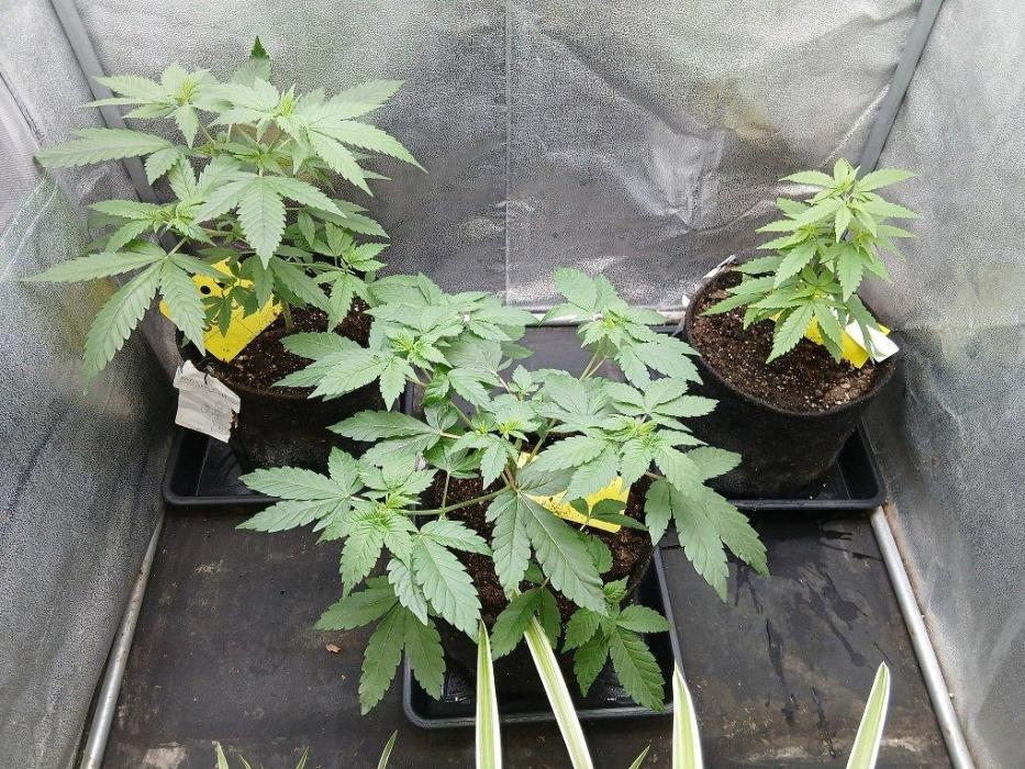 Black diamond [f]. Week 4