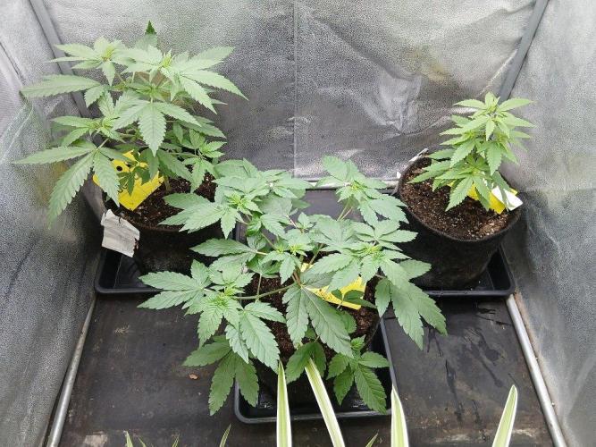 Black Diamond. Week 4