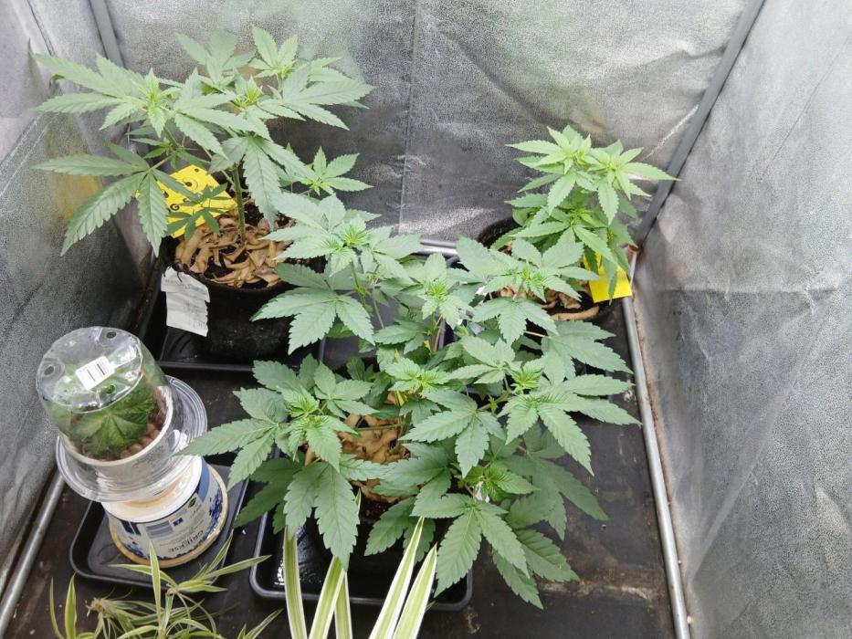 Black diamond [f]. Week 5