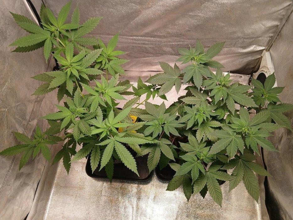 Black diamond [f]. Week 6 - Black diamond on the right side.