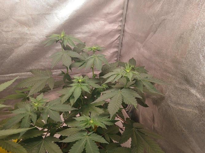 Black Diamond. Week 7