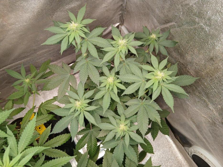 Black diamond [f]. Week 8