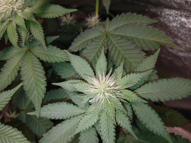 Black diamond [f]. Week 9